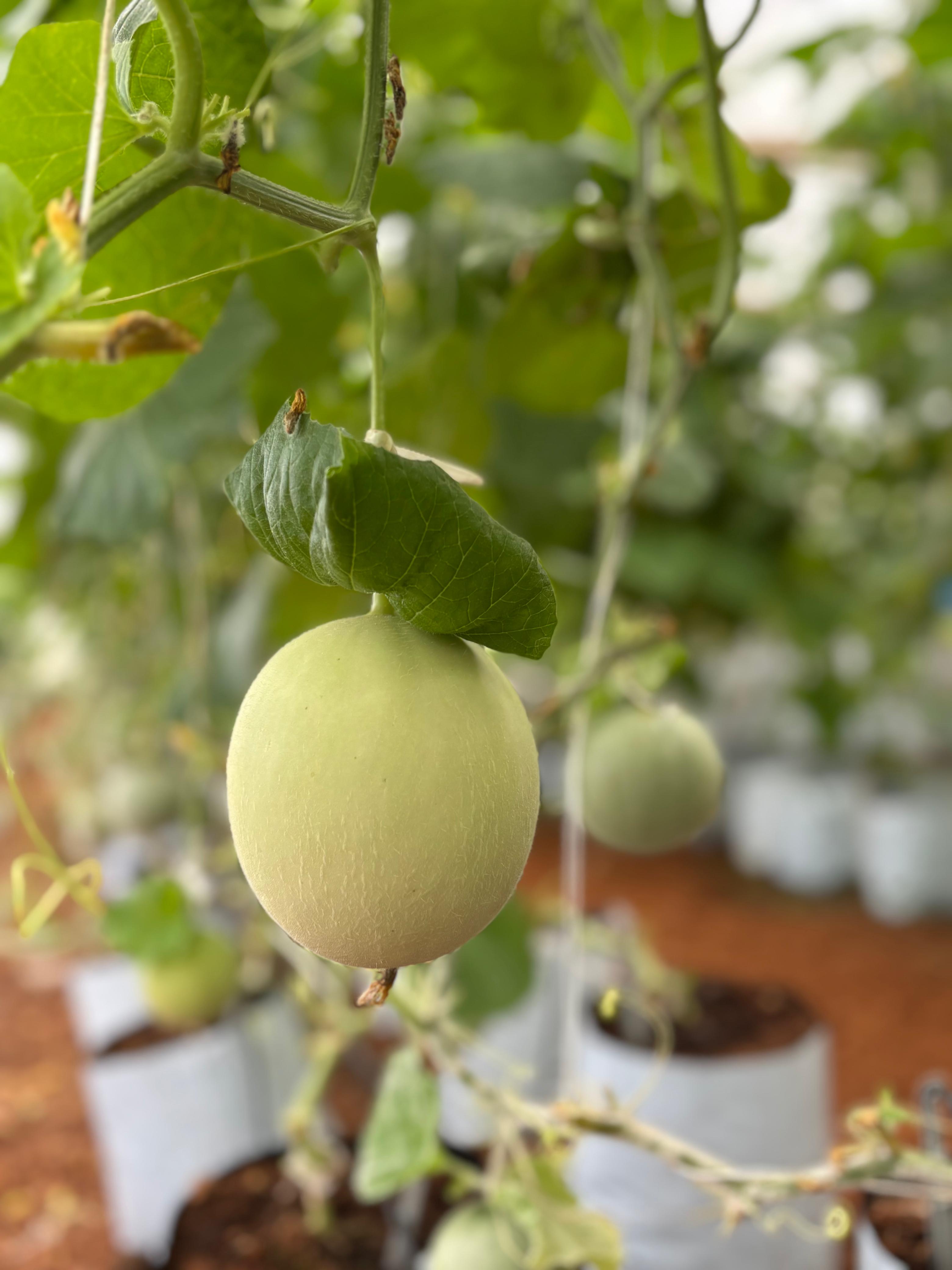 Japanese Musk Melon Farming